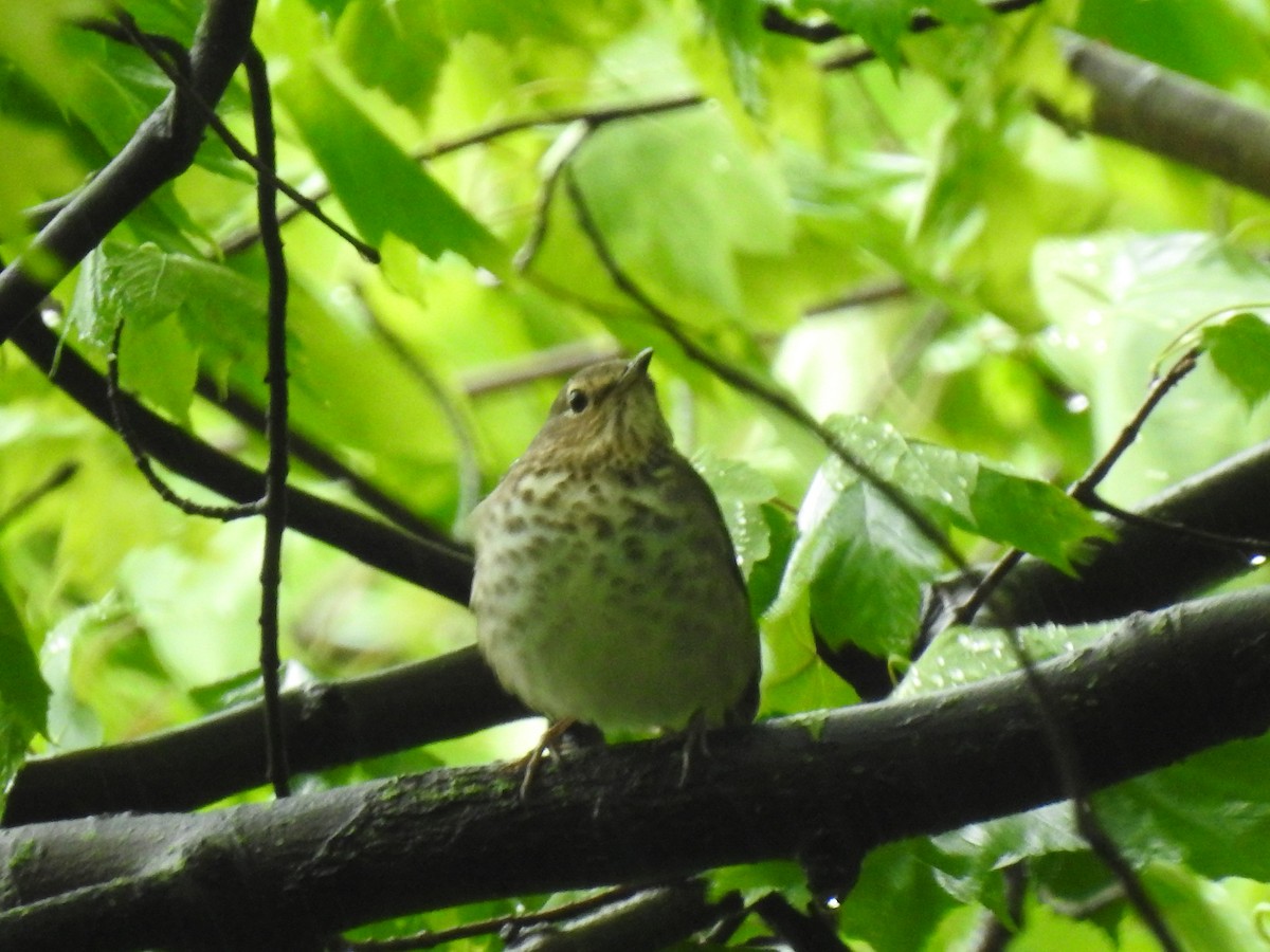 Swainson's Thrush - ML336138811