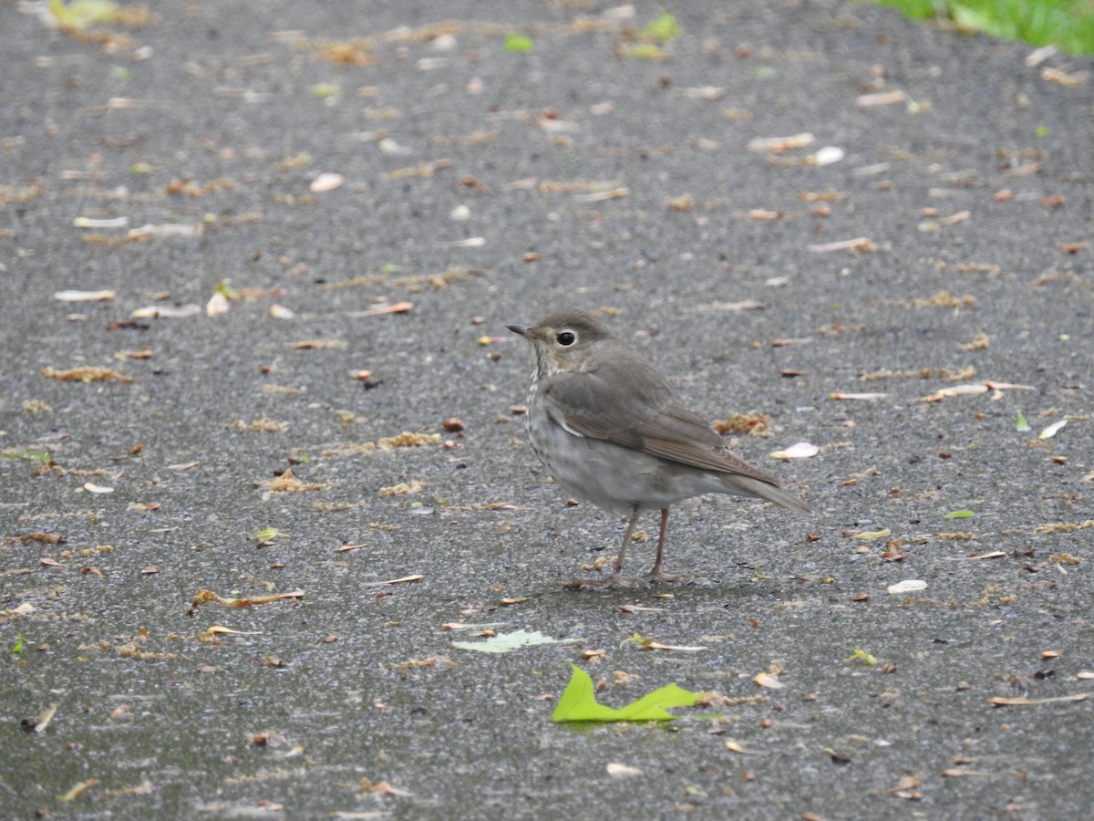 Swainson's Thrush - ML336138851