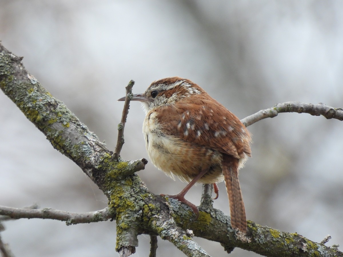 Carolina Wren - ML336139471