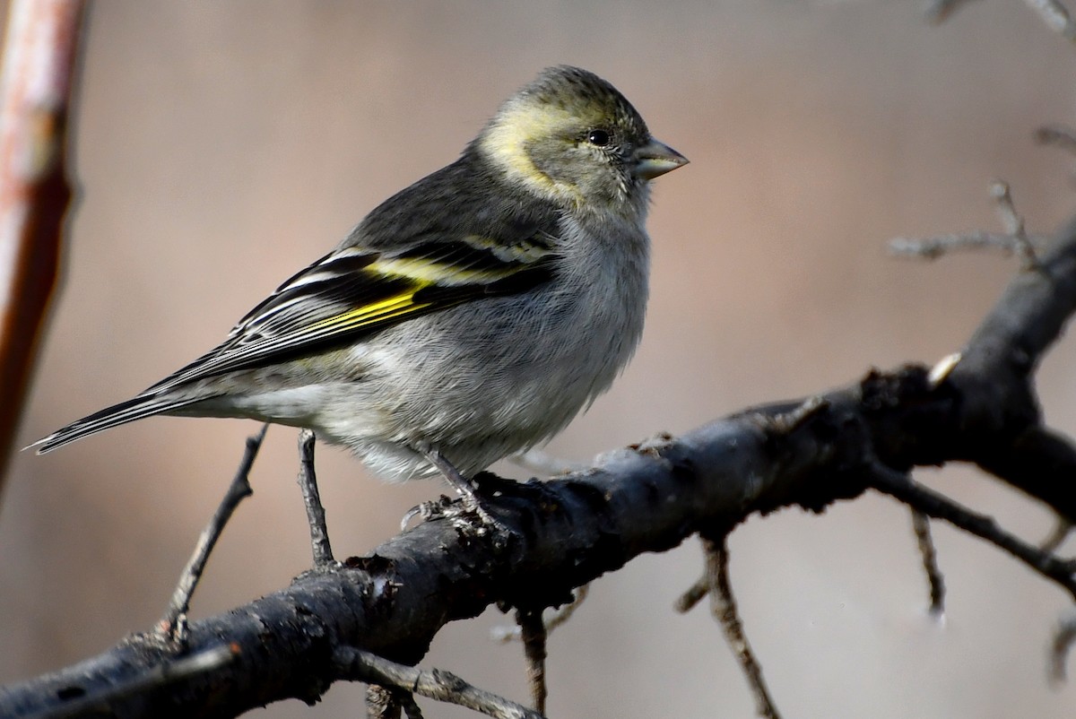 Black-chinned Siskin - ML336140031