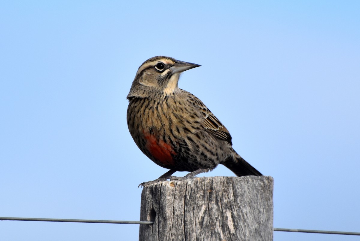 Long-tailed Meadowlark - ML336140141