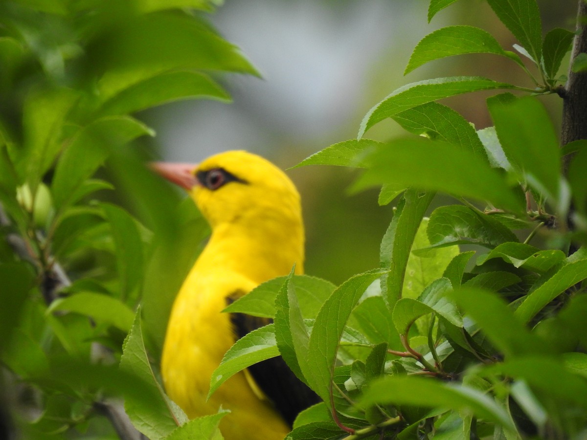 Indian Golden Oriole - ML336140851