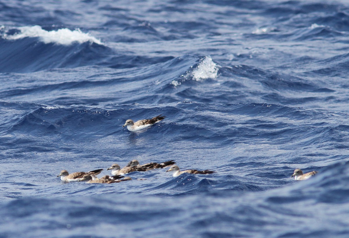 Cory's Shearwater - ML33614131