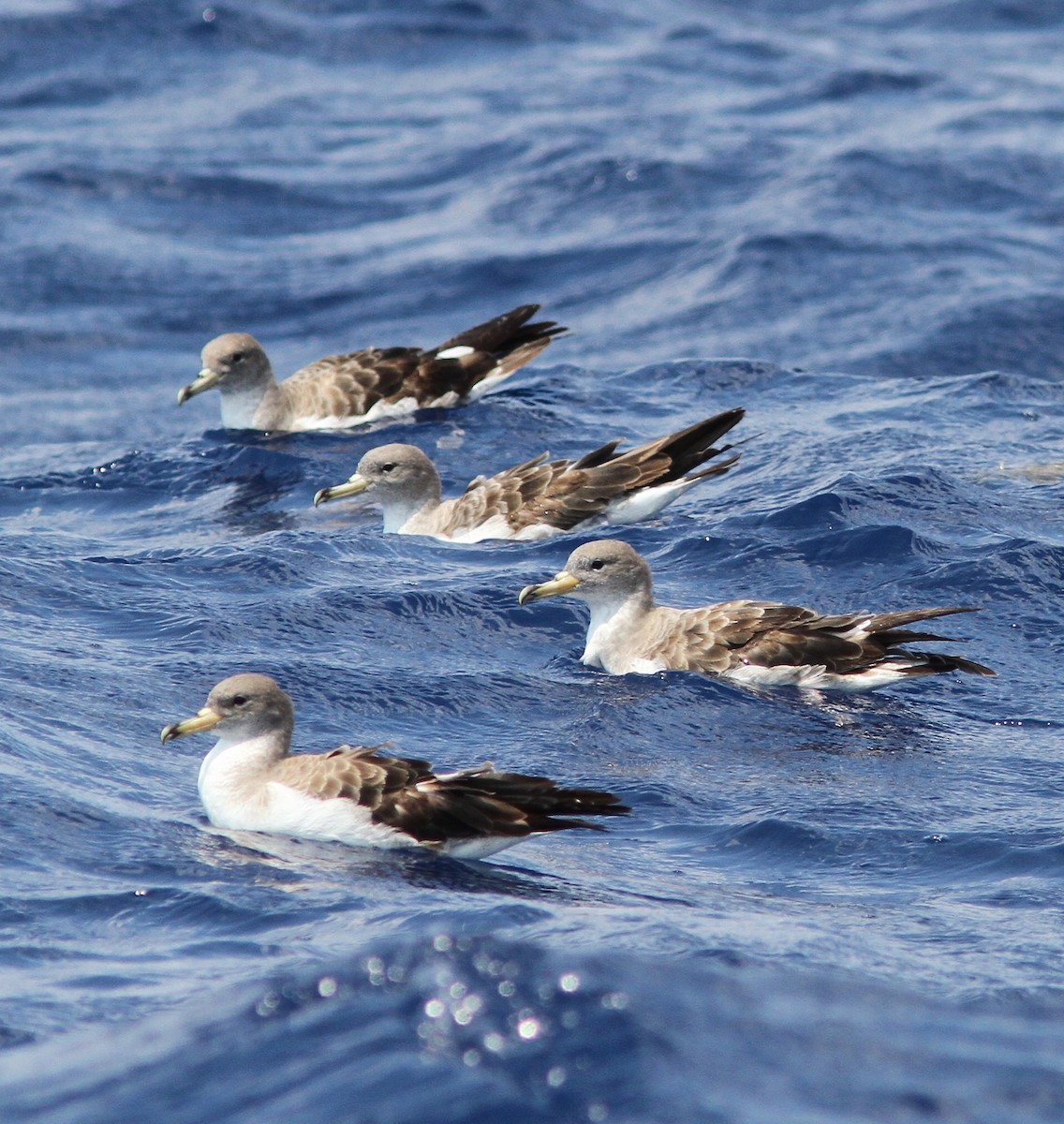 Cory's Shearwater - ML33614141