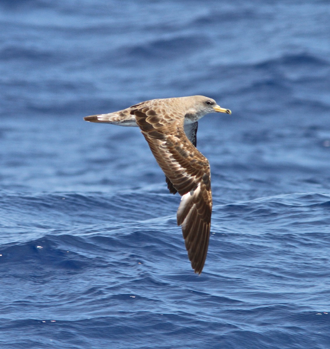 Cory's Shearwater - ML33614201