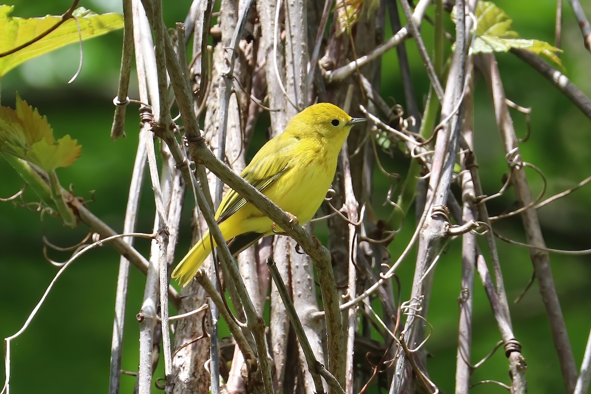 Paruline jaune (groupe aestiva) - ML336142181