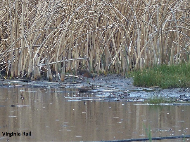 Virginia Rail - ML336142641