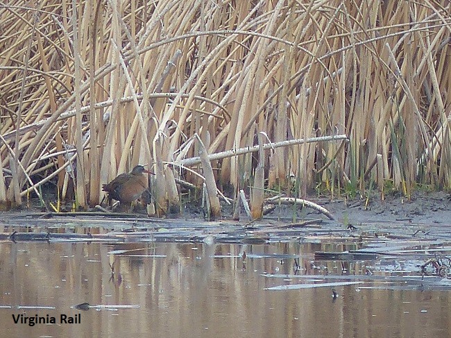 Virginia Rail - ML336142651