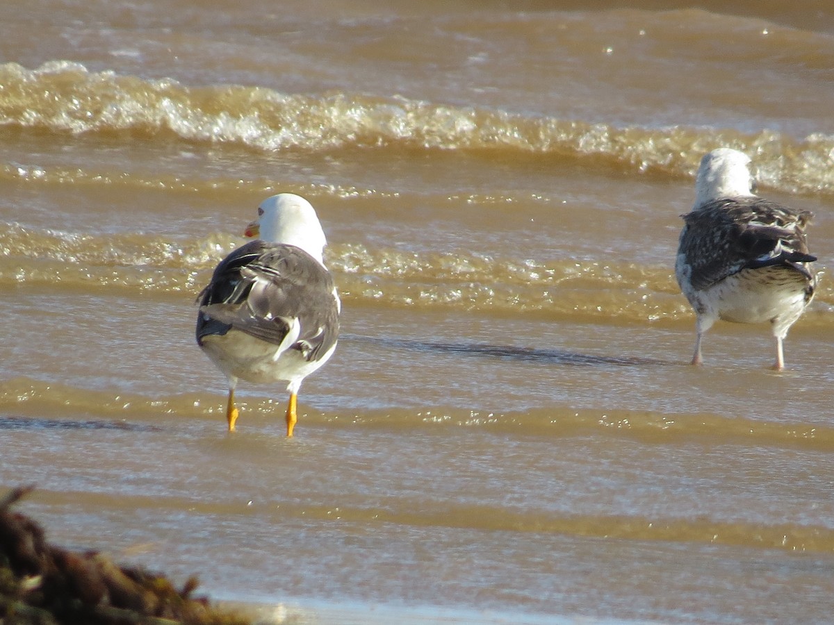 Lesser Black-backed Gull - ML336142701