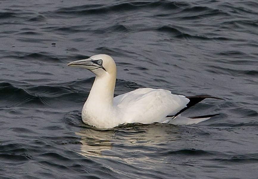 Northern Gannet - ML336143601