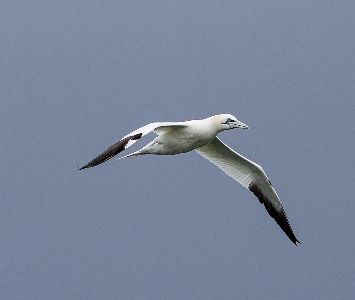 Northern Gannet - ML336143751