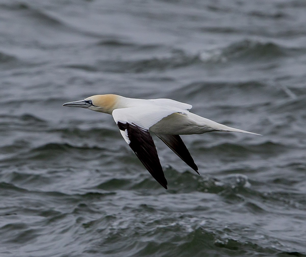 Northern Gannet - ML336143781