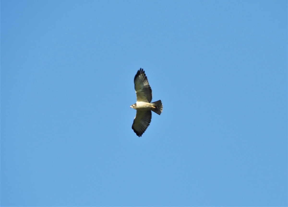 Short-tailed Hawk - Gabriel Camilo Jaramillo Giraldo