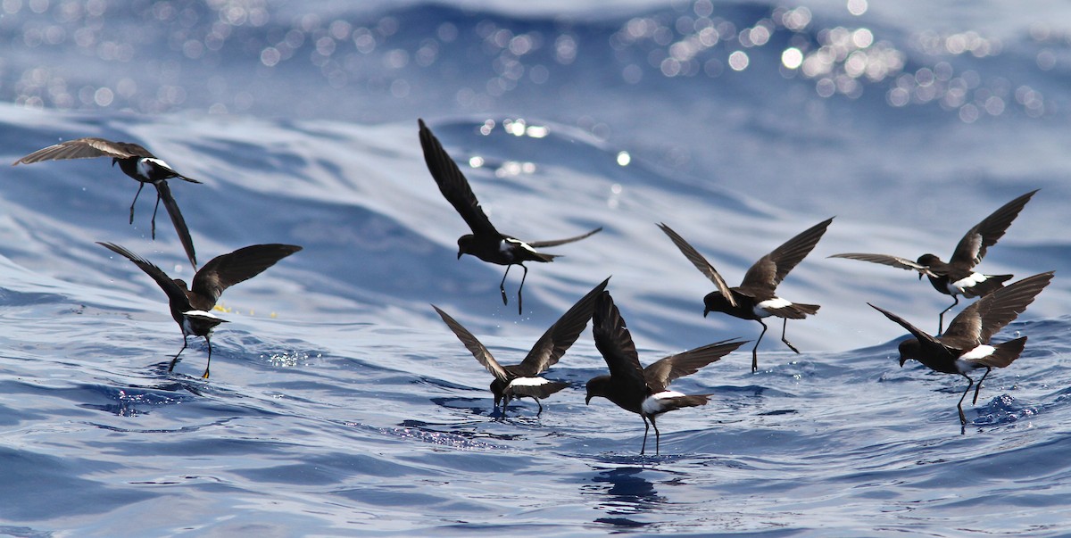 Wilson's Storm-Petrel - Holly Merker
