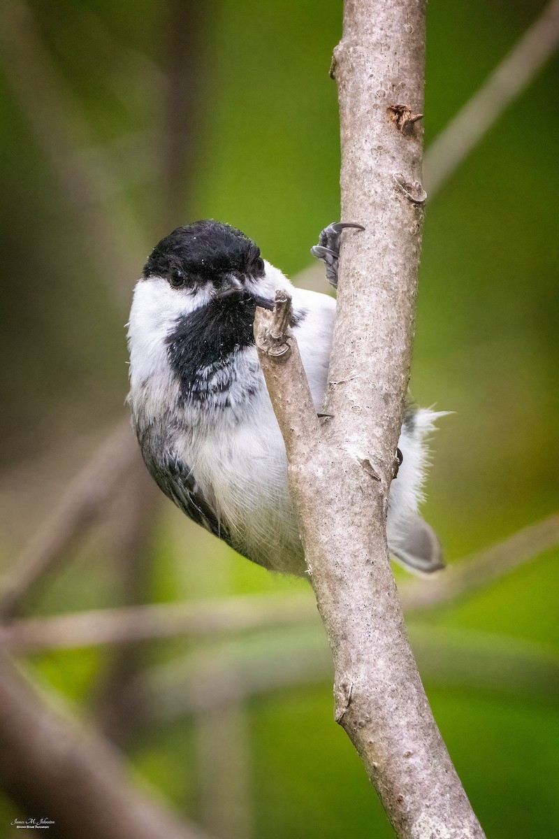 Black-capped Chickadee - ML336145081