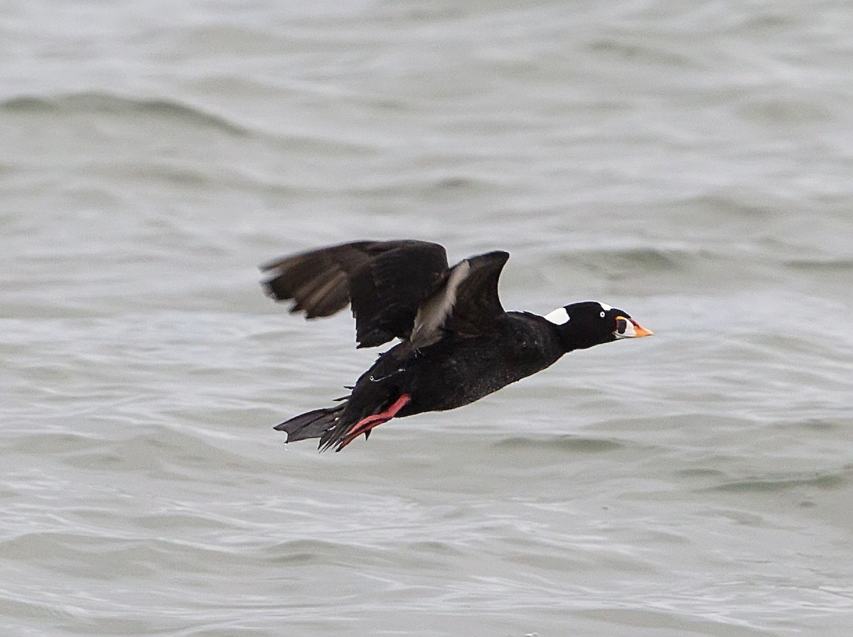 Surf Scoter - ML336145221