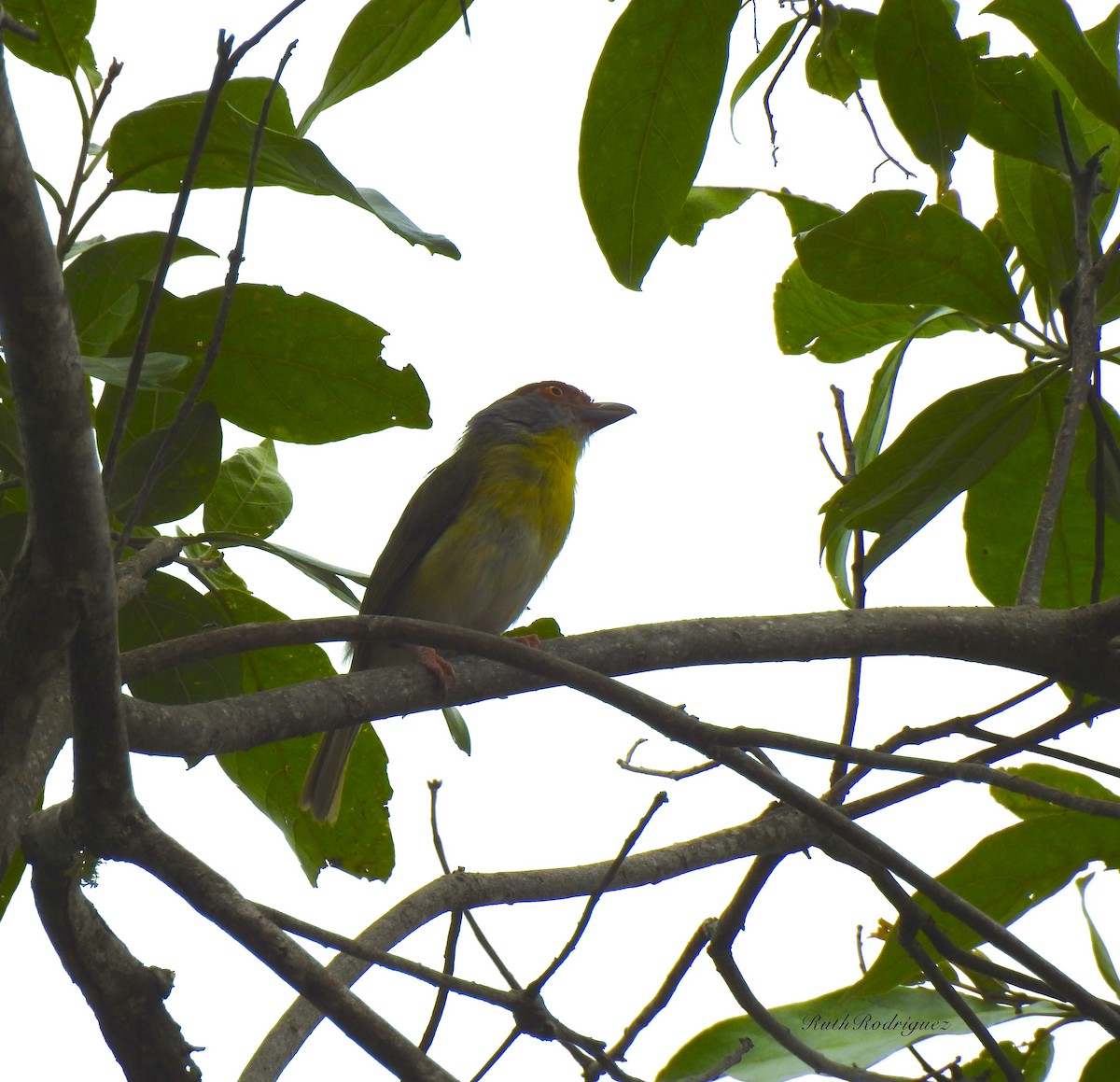 Rufous-browed Peppershrike - ML336145871