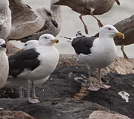 Great Black-backed Gull - terry moore