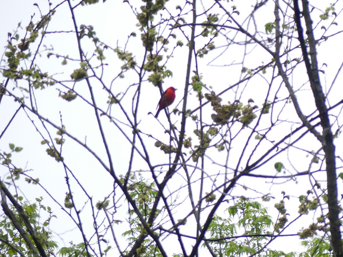Scarlet Tanager - ML336147611