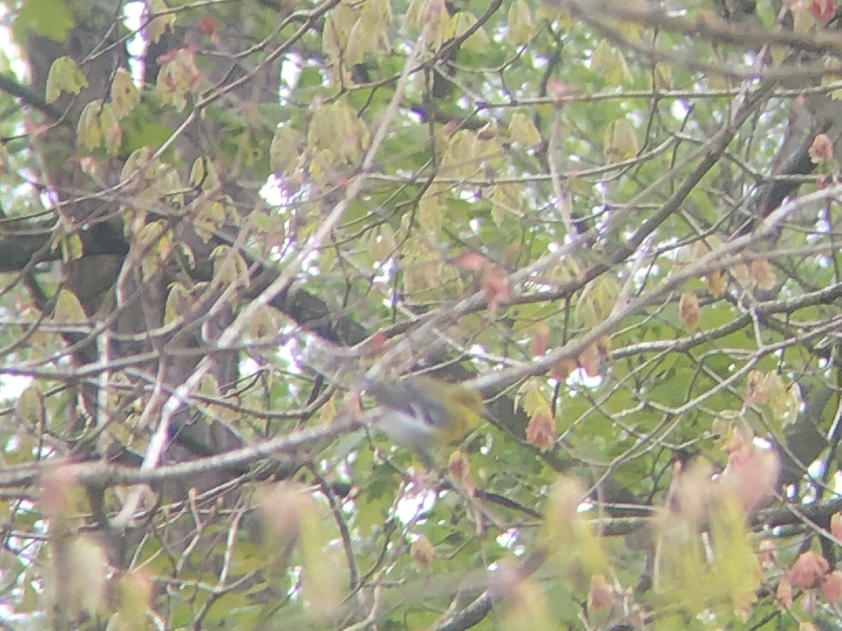 Yellow-throated Vireo - ML336148601