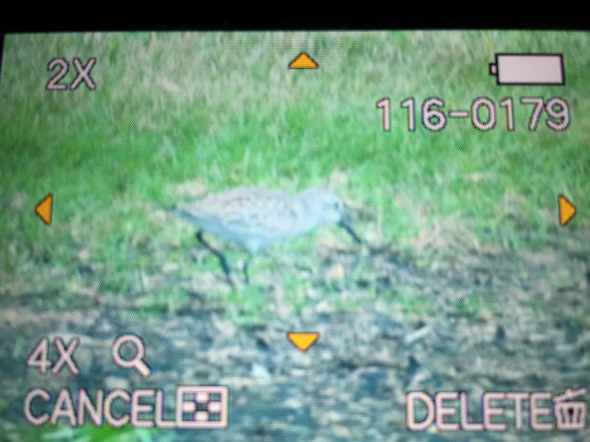 Western Sandpiper - ML33615021