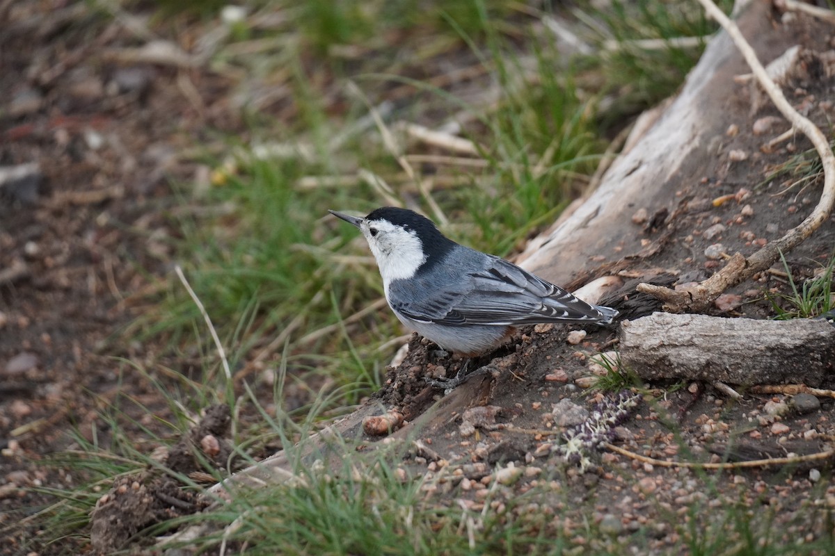 White-breasted Nuthatch - ML336151191
