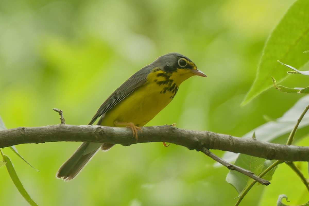 Canada Warbler - ML336151221