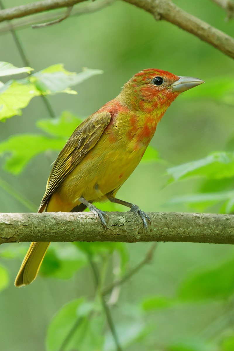 Summer Tanager - ML336151481