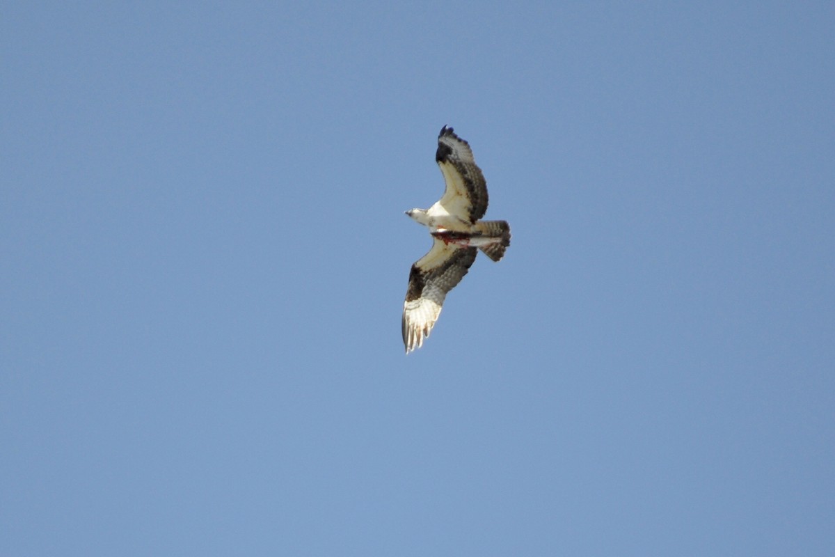 Águila Pescadora - ML336151961