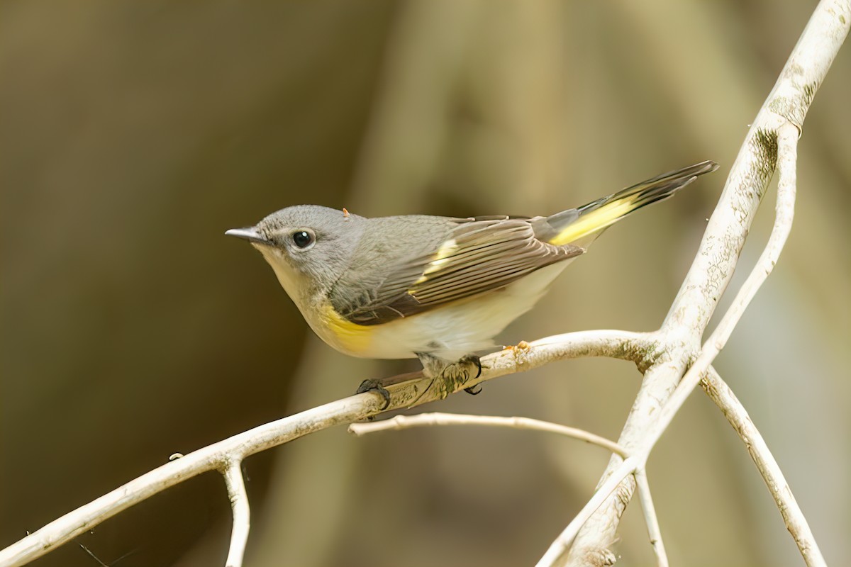 American Redstart - ML336152221