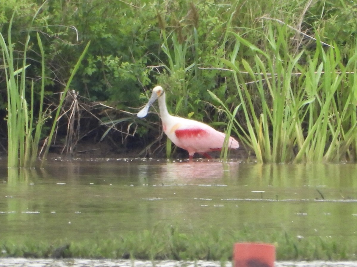 Roseate Spoonbill - ML336152361