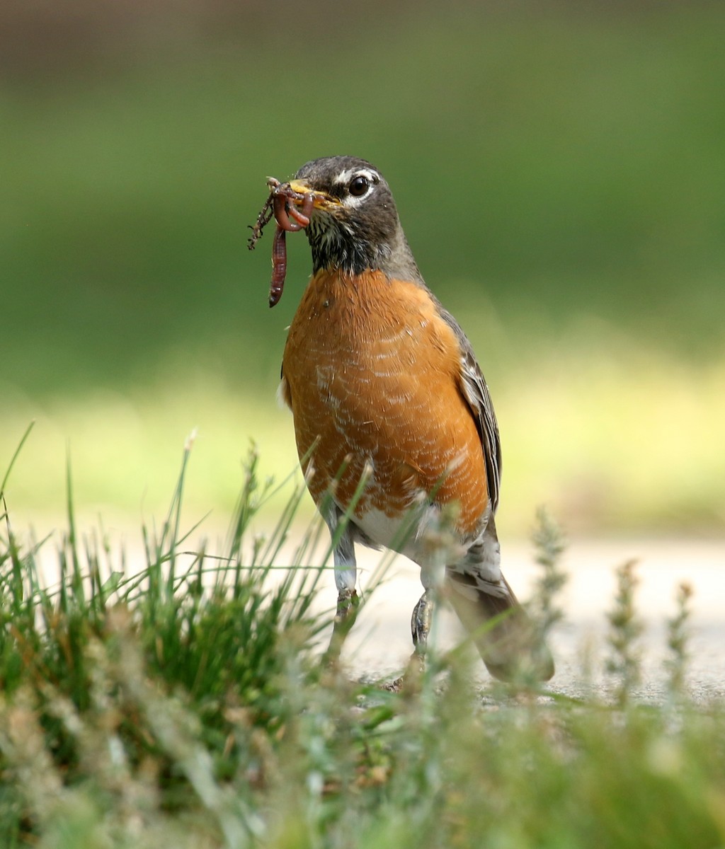 American Robin - ML336153651