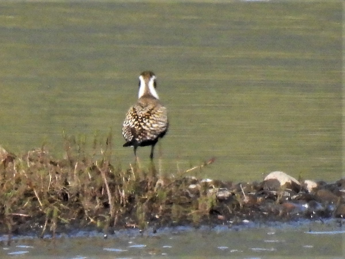 American Golden-Plover - ML336154601