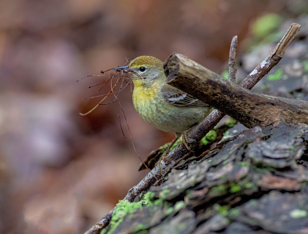 Pine Warbler - ML336154881