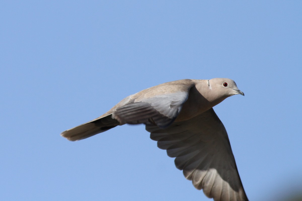 Eurasian Collared-Dove - ML336154951