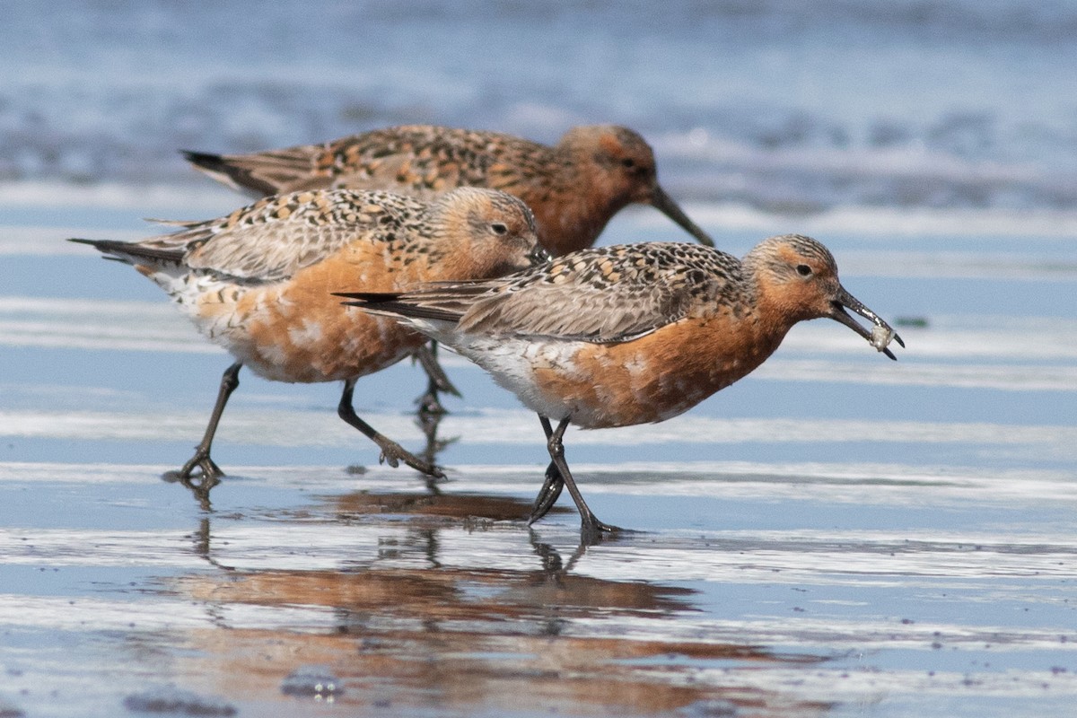 Red Knot - ML336155041
