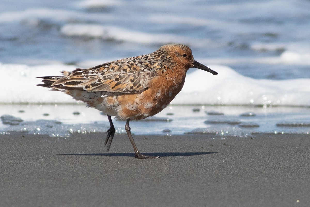 Red Knot - ML336155051