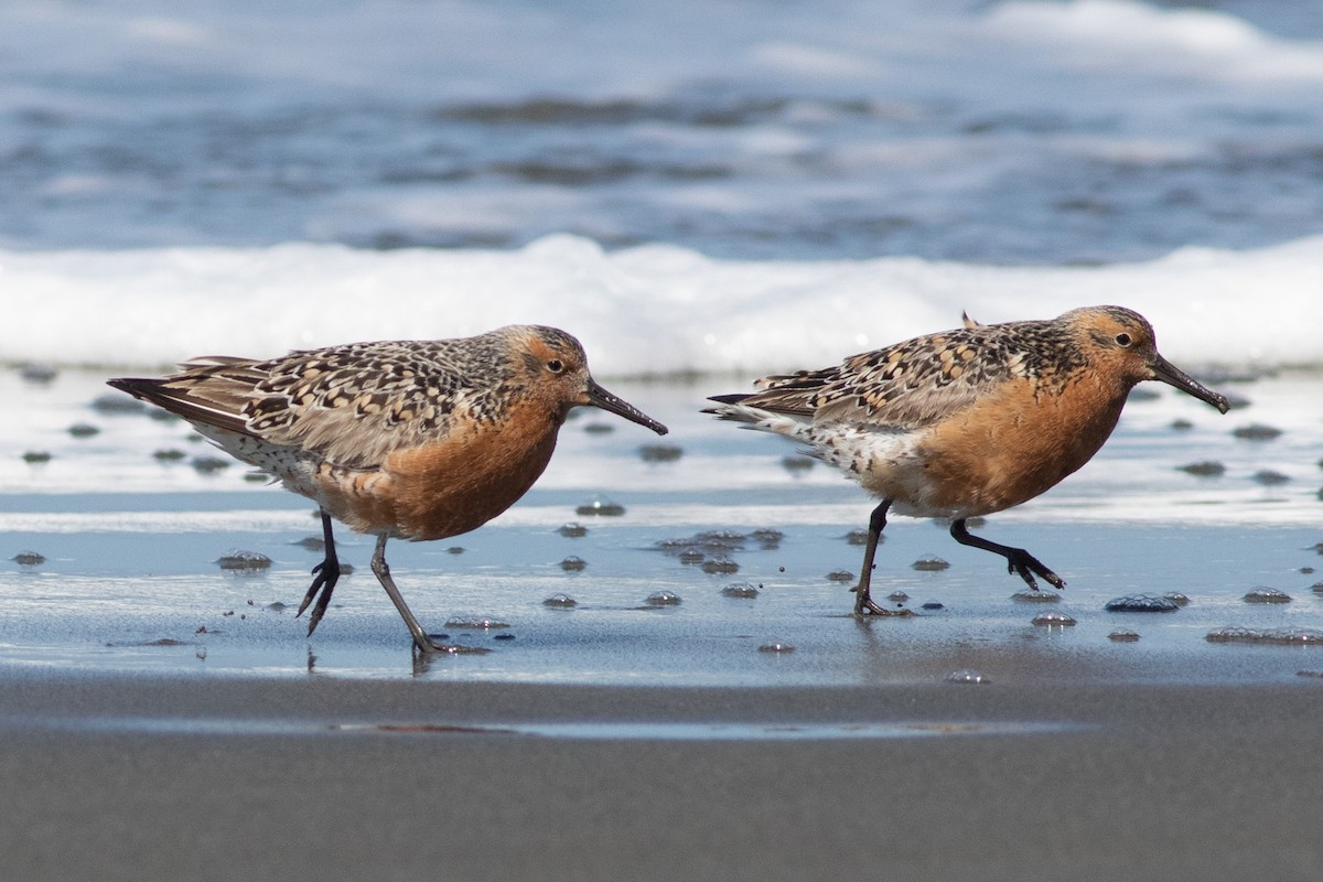 Red Knot - ML336155081