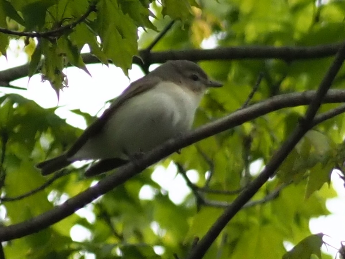 Warbling Vireo - ML336155201