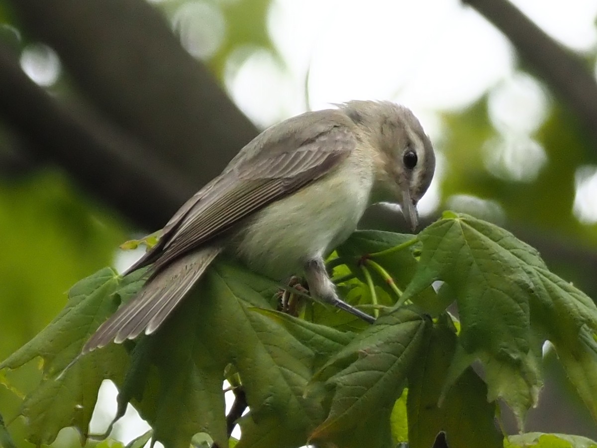 Warbling Vireo - ML336155221