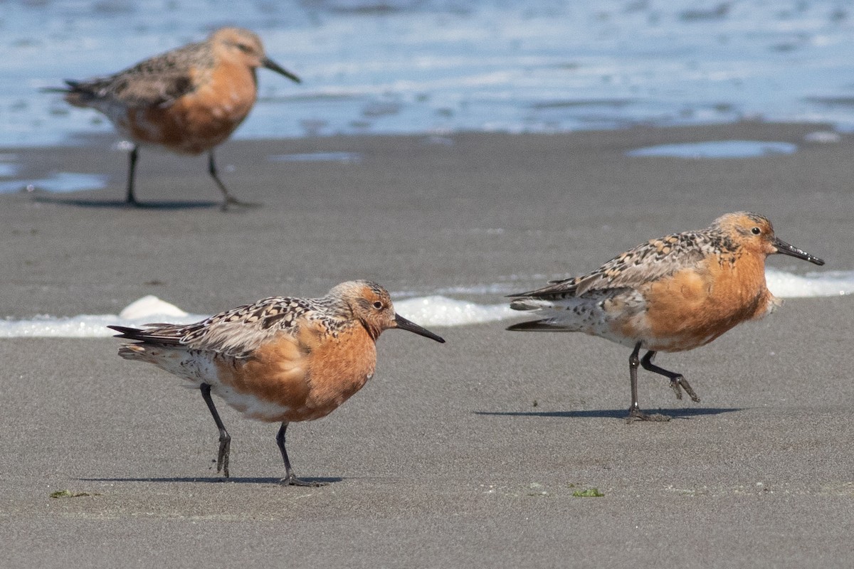 Red Knot - ML336155701