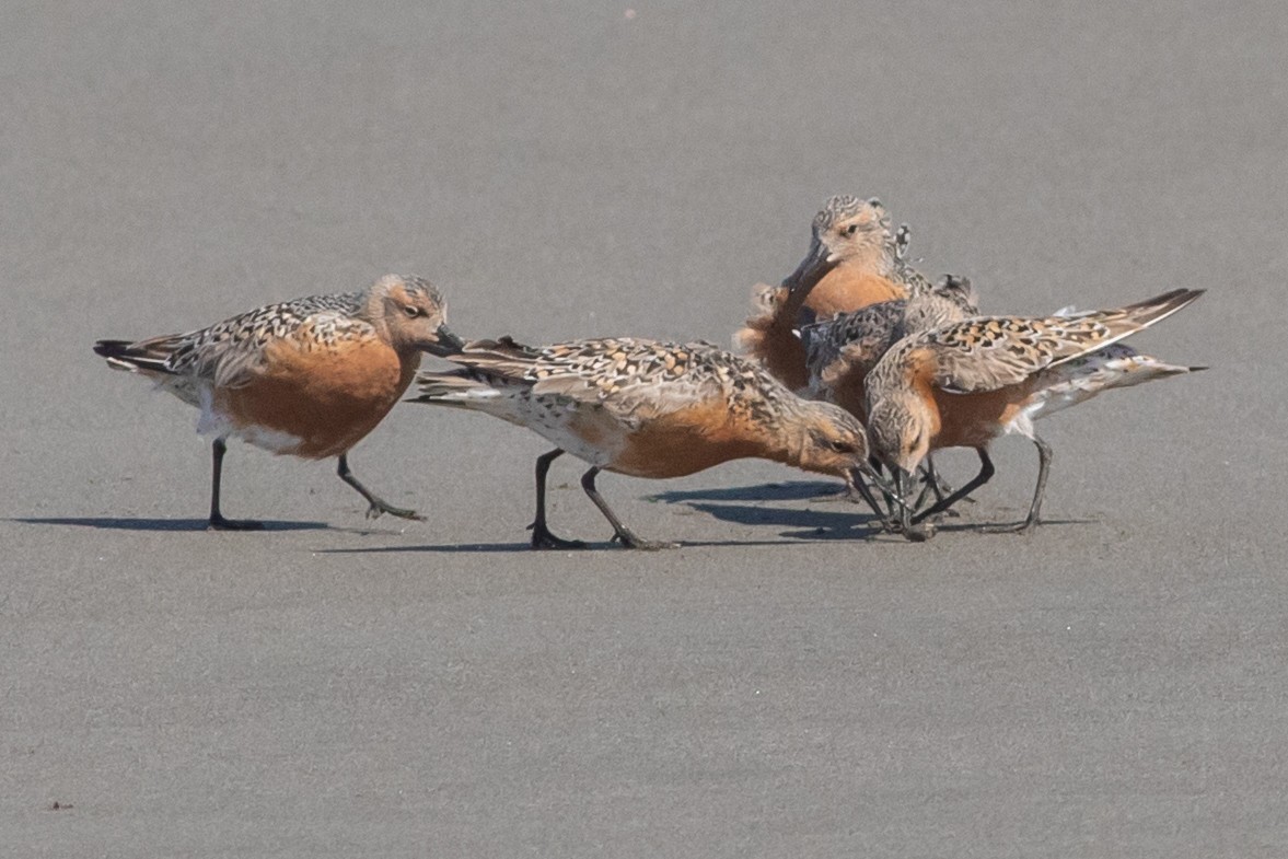 Red Knot - ML336155721