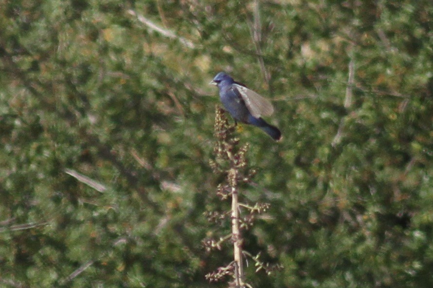 Guiraca bleu - ML336156031