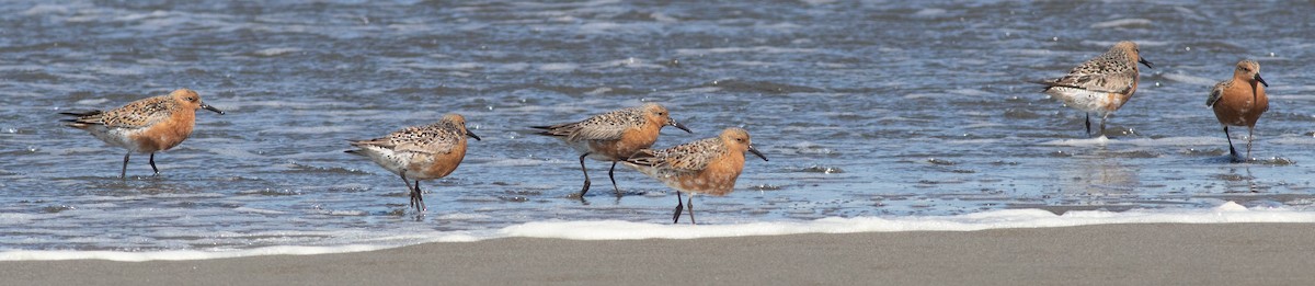 Red Knot - ML336156061