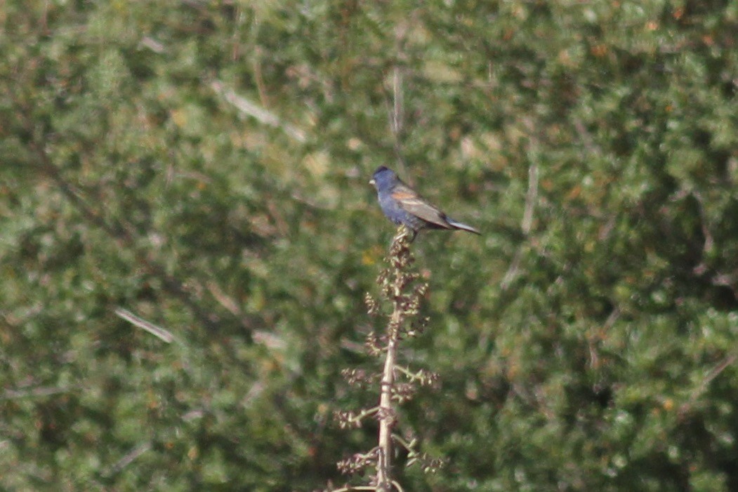 Guiraca bleu - ML336156071