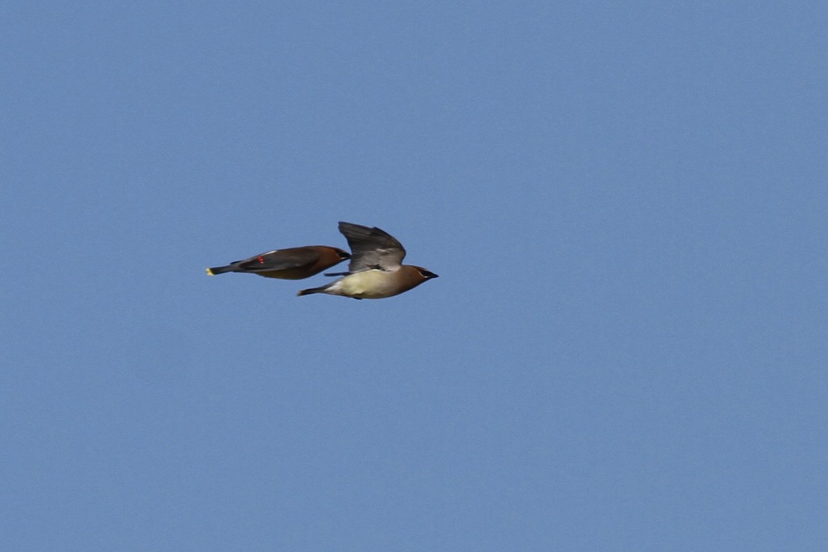 Cedar Waxwing - ML336157081