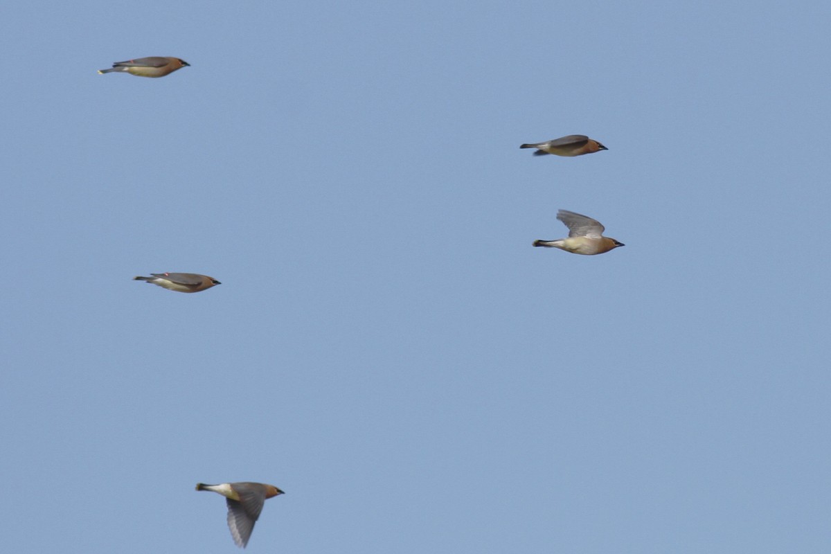 Cedar Waxwing - ML336157161