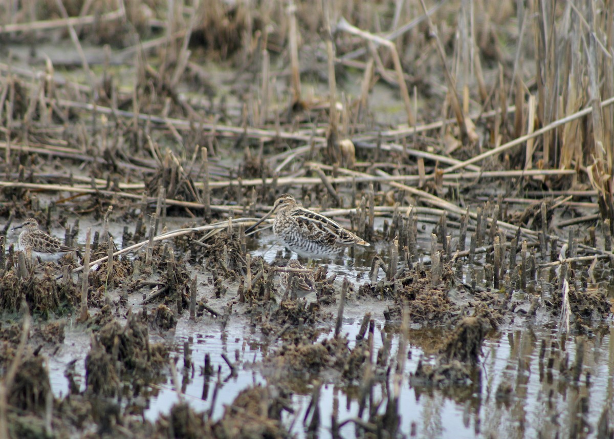 Wilson's Snipe - ML336159311