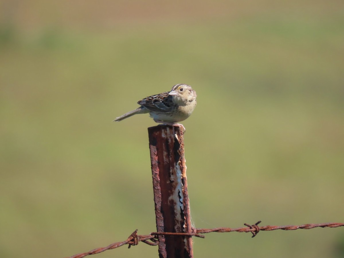 Grasshopper Sparrow - ML336159541