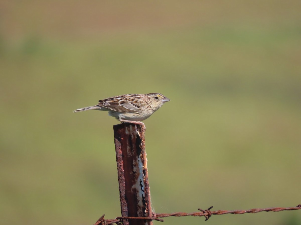 Grasshopper Sparrow - ML336159551